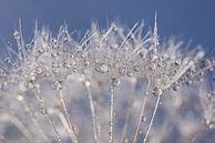 Droplets on the white fluff of a dandelion by Marjolijn van den Berg thumbnail