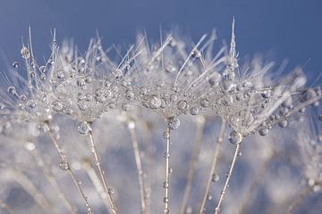 Druppels op de witte pluisjes van een paardenbloem met blauw van Marjolijn van den Berg