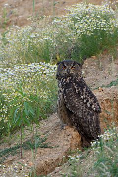 Eurasian Eagle Owl ( Bubo bubo ), adult, sits between blossoming flowers in a slope of a sand pit, w van wunderbare Erde