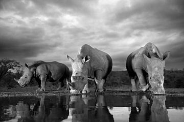 Drinking Rhinos by Andius Teijgeler