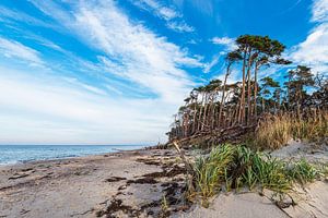 Bäume am Weststrand auf dem Fischland-Darß