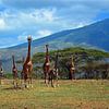 Kudde giraffen op de uitlopers van de Ngorogorokrater van Jorien Melsen Loos