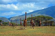 Kudde giraffen op de uitlopers van de Ngorogorokrater van Jorien Melsen Loos thumbnail