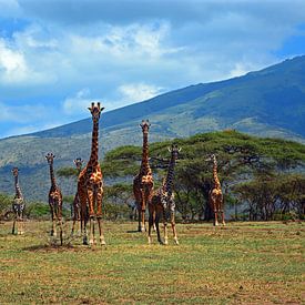 Troupeau de girafes sur les contreforts du cratère du Ngorogoro. sur Jorien Melsen Loos