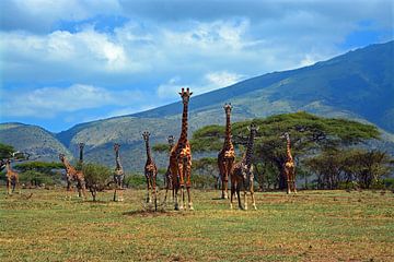 Troupeau de girafes sur les contreforts du cratère du Ngorogoro. sur Jorien Melsen Loos