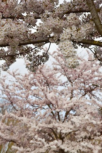 Japanse kersenbloesem/ Sakura