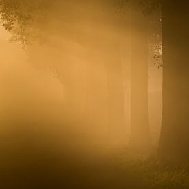 Eerste ochtend licht door de mist van Marcel Kerkhof