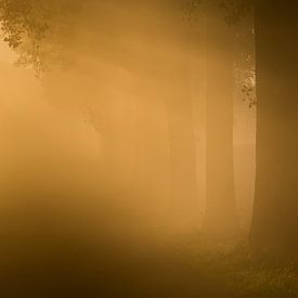 Première lumière du matin à travers le brouillard sur Marcel Kerkhof