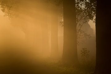 Eerste ochtend licht door de mist von Marcel Kerkhof