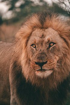 Close-up of a lion during safari in Botswana