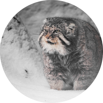 Vette en ontevreden blikken. Ernstige, wrede, pluizige, wilde kattenmanoeuvre op witte sneeuw. van Michael Semenov