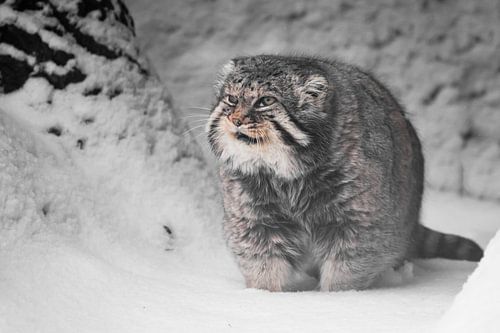 Vette en ontevreden blikken. Ernstige, wrede, pluizige, wilde kattenmanoeuvre op witte sneeuw.