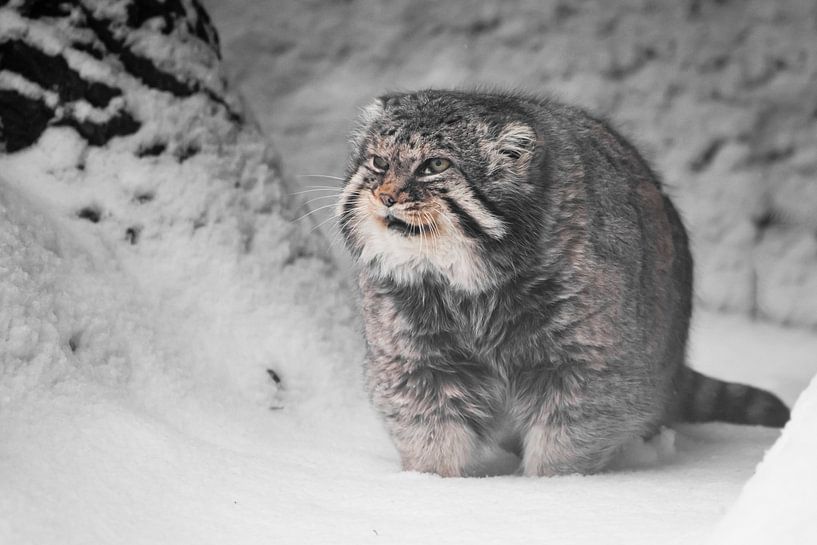 Vette en ontevreden blikken. Ernstige, wrede, pluizige, wilde kattenmanoeuvre op witte sneeuw. van Michael Semenov