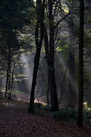 Zonnestralen von Ronald Wilfred Jansen