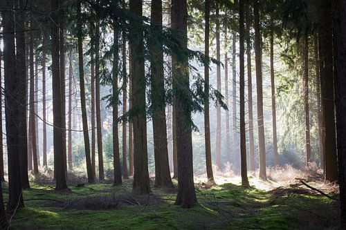 Misty between the tree