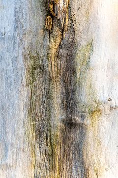kahler Baumstamm Abstraktion von Dieter Walther