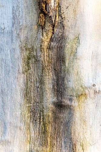 kale boomstam abstractie