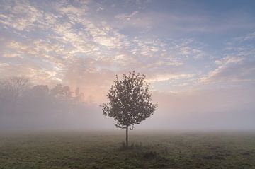 Baum im Nebel von Margreet Riedstra