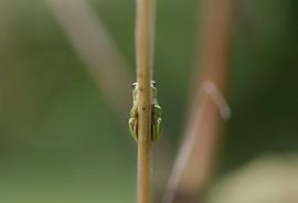 Laubfrosch versteckt