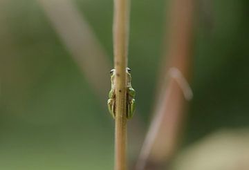 Tree frog hiding by Ans Bastiaanssen