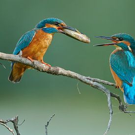 Kingfisher - Nouvel amour ? sur Martins-pêcheurs - Corné van Oosterhout