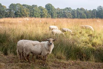 Sheep herding on the heath in the Barony of Breda by W J Kok