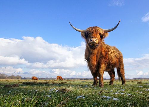 Der letzte Schnee - Highlander