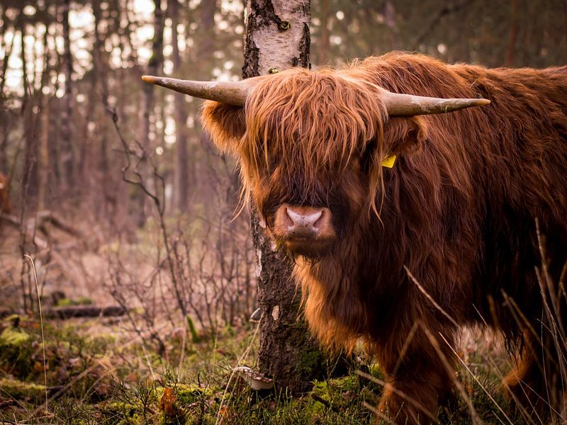 Hello there! by Whis' photos