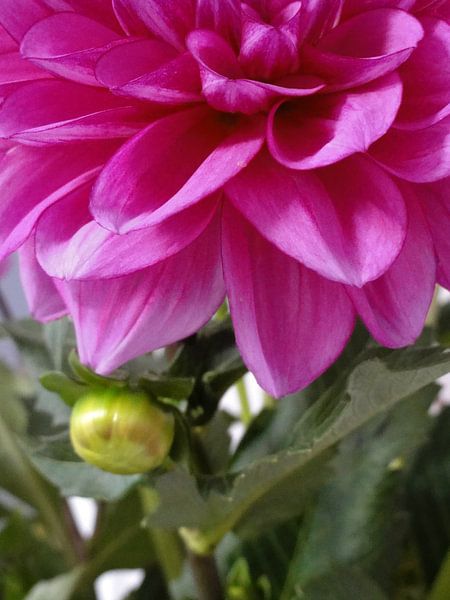 Dalia von Lotte Veldt