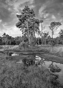 Ruhige Heideland mit einem Wasser pond_1 von Tony Vingerhoets