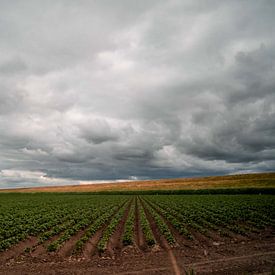Dunkle Wolken über einem Graben und einer Weide in den Niederlanden von Jolien Kramer