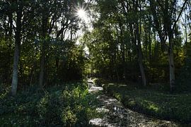 Sun through the trees
