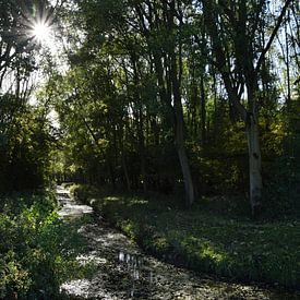 Sun through the trees by Fendo Pater