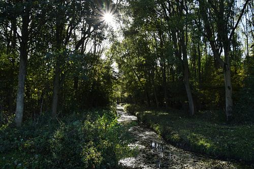 Sonne durch die Bäume