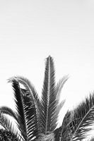 Palm tree black-and-white photo in documentary style