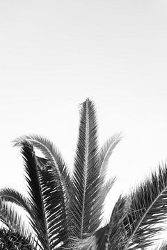 Palm tree black-and-white photo in documentary style by Milou Emmerik