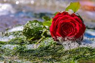 Die verlassene Rose von tathiana Brussel Miniaturansicht
