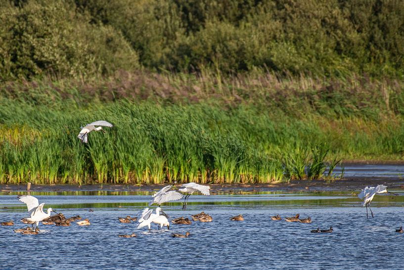 Spoonbills in the Water in Friesland. by Brian Morgan