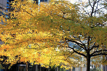 Baum in der Herbstsonne in Toronto