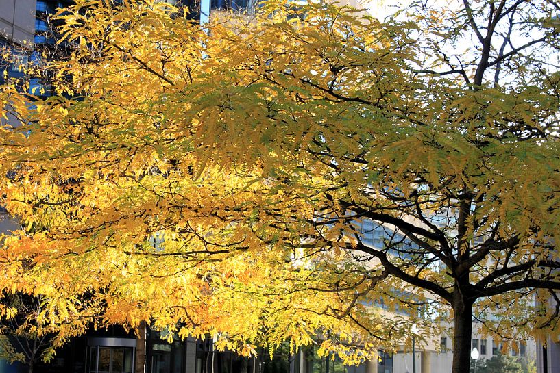 Tree in the autumn sun in Toronto by Anna van Leeuwen