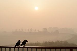 Kauwtjes paartje  kijken naar de zonsopgang van Sjoerd van der Wal Fotografie