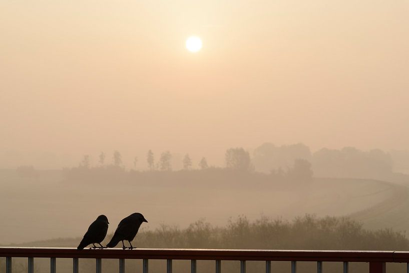 Pair of western jackdaw birds watching the sunrise by Sjoerd van der Wal Photography