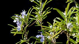 Rosmarin in Blüte von Robin Jongerden