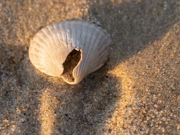 shell by Hillebrand Breuker