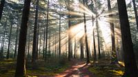 The path to the sun