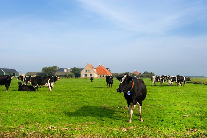 Hollands landschap met koeien van Ivonne Wierink