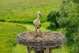 Stork in nest with chicks