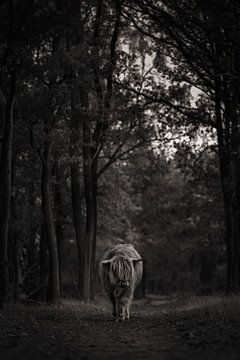 Scottish highlander in the forest | Black and white by Marika Huisman fotografie