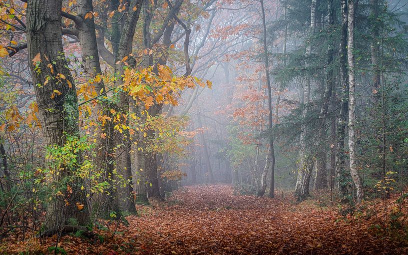 herbst im ulvenhouter wald von Peter Smeekens