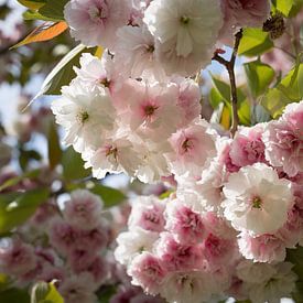 Pale pink blossoms of an ornamental cherry in spring 1 by Heidemuellerin